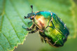 Cetonia aurata, called the rose chafer or the green rose chafer. A beetle on a green leaf.