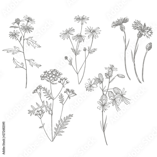 Collection of hand drawn flowers and herbs. Botanical plant illustration. Vin...