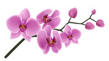 Fototapeta Tulipany - Pink orchid flower branch with buds and flowers. Vector illustration isolated on white, for tropical design, romantic background or floral banner 