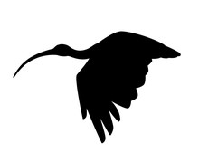 Black Silhouette American White Ibis Flying Flapping His Wings Flat Vector Illustration Cartoon Animal Design White Bird With Red Beak On White Background Side View