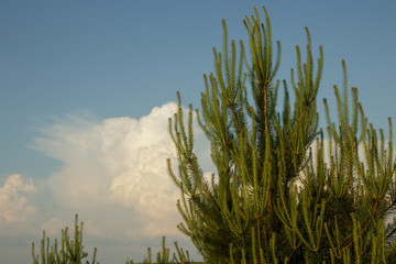 Pine tree. Sunset In Forest Landscape. Beautiful Scenic View