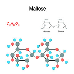 Wall Mural - Maltose. Chemical structural formula and model of molecule