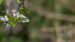 Camouflaged butterfly on a spring branch