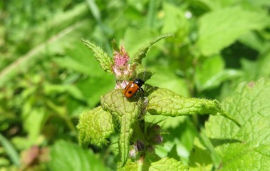 Red bug on lamium purpureum plant in the garden, closeup 