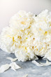 Bunch of amazing white peonies on grey background
