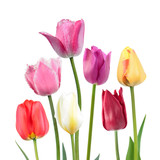 Fototapeta Tulipany - Set of different color tulip flowers isolated on white background. Cultivars from different garden groups