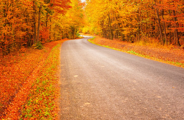 Pathway in the forest at autumn