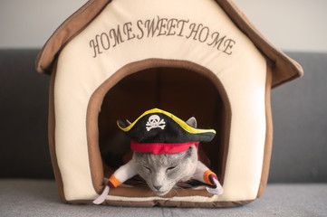 Wall Mural - Lovely kitten in pirate costume. Funny cat in mask. Pet clothes concept.