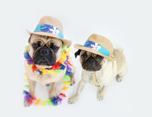 Wall Mural - two cute pug dogs wearing summer party hats 