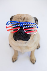 Wall Mural - Cute pug dog wearing American flag glasses