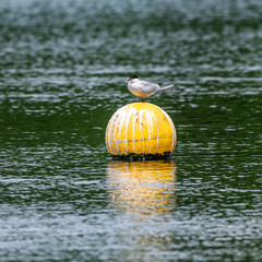 Wall Mural - Common tern (sterna hirundo) seabird perched on a buoy float