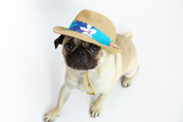 Wall Mural - Cute pug puppy wearing a summer straw hat