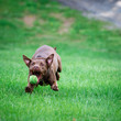 © Eleanor - Brown Dog Going for a Ball Against Green Background