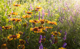 Fototapeta Maki - Summer wildflowers and sunny meadow. Postcard for the holiday of Trinity
