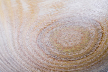 Wall Mural - false acacia - robinia pseudoacacia wood texture background in macro lens shoot