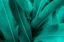 Tropical Green Leaf Texture, Green Leaves Background Nature Dark Green Backdrop, Concept Nature And Plant Tropical