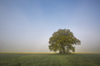 © Westend61 - Germany, Brandenburg, single oak tree at morning mist