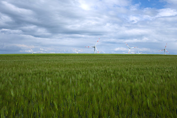 Kornfeld im Frühling und Windräder am Horizont  - Stockfoto