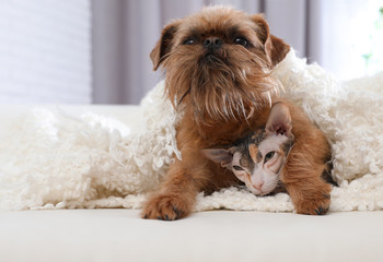 Adorable dog looking into camera and cat under blanket together on sofa at home. Friends forever