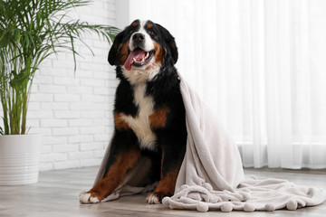 Canvas Print - Funny Bernese mountain dog with blanket on floor indoors