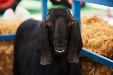 Goat in a farm wooden shed, close-up. Agriculture industry