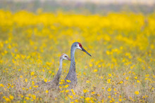 Family Of Sandhill Cranes Walking Through A Field Of Yellow Flowers
