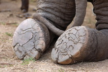 Elephant's Foot Closeup,under Foot Of An Elephant ,The Elephant Is Sitting On The Floor.