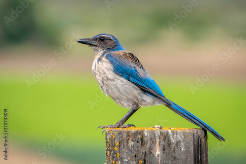 The California Scrub Blue Jay Aphelocoma Californica Ranges From Southern British Columbia Throughout California And Western Nevada Near Reno To West Of The Sierra Nevada Buy This Stock Photo And Explore