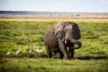 Muddy Elephant Playing In Amboseli Kenya Africa