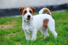 Jack Russell teri\u00e9r Pes Stock Fotka zdarma - Public Domain Pictures