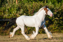 Young Beautiful Drum Horse Drumhorse Stallion White And Red Orange With Black Tail Unusual  Running Trotting  Freely In The Green Field  Background And Sunny Day Pasture Enjoy Freedom