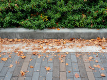 Pavement And Curb With A Green Bush And Yellow Foliage