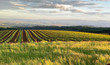 Afternoon sun glows along rows of vines in an Oregon vineyard, highlighting long grass in a field. 
