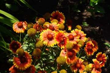Adorable Mexican Zinnia. A close relative of aster, an overseas beauty admires with its unmatched shades of silky petals.