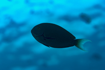 Wall Mural - Night Surgeonfish Acanthurus thompsoni