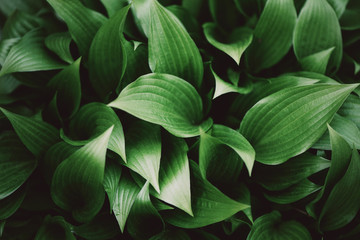  Green leaves texture. Tropical leaf background. Banner. Top view
