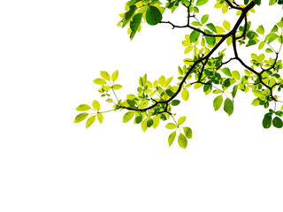 Green leaf and branches on white background