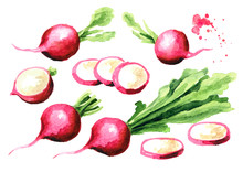 Small Garden Fresh Red Radish Set. Graphic Design Elements. Watercolor Hand Drawn Illustration, Isolated On White Background