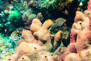 Juvenile puffer fish  swimming around coral near Anilao, Batangas,  Philippines