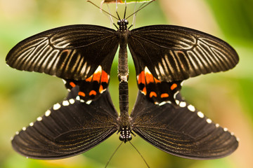 Wall Mural - Kleiner Mormon (Papilio polytes)