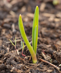 Garlic grows from the ground in spring