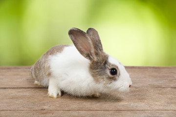 cute white and brown easter bunny rabbit on wood and green nature background