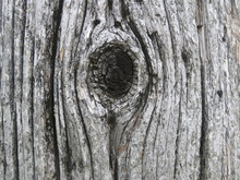 Tree Knothole Close-up