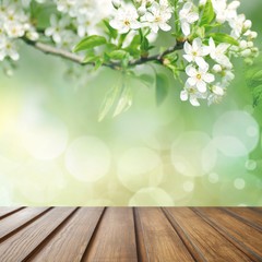 Poster - Flowers of the cherry blossoms on a spring day