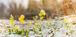 Gelbe Osterblume im Frühling in Schnee bedeckten Wiese zu Ostern. Beautiful yellow easter flower in the grass in the snow white spring outdoors.
