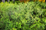 Fototapeta Do akwarium - texture of thuja, close-up of thuja evergreen branches.