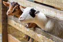 Goats On A Farm Near Fence	