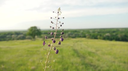 Wall Mural - field grass nature beautiful landscape purple grass russia beautiful lifestyle view