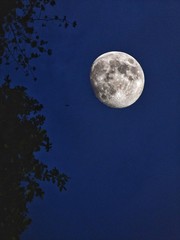 Wall Mural - full moon in the sky