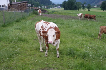 kuh/kühe auf der weide